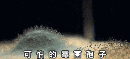 霉菌示例 霉菌在墻面生長(zhǎng)的動(dòng)態(tài)示意圖